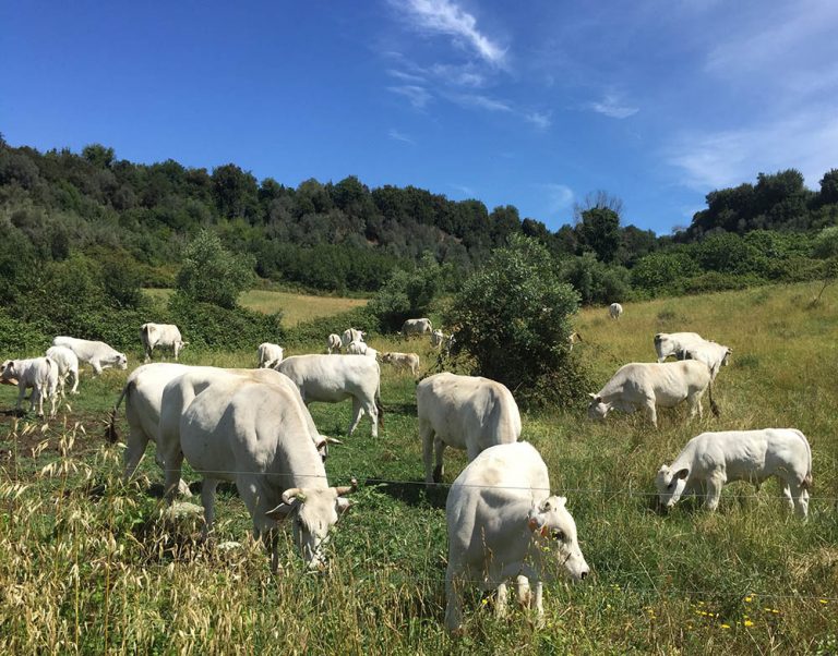 AZIENDA  AGRICOLA MESSINA A.